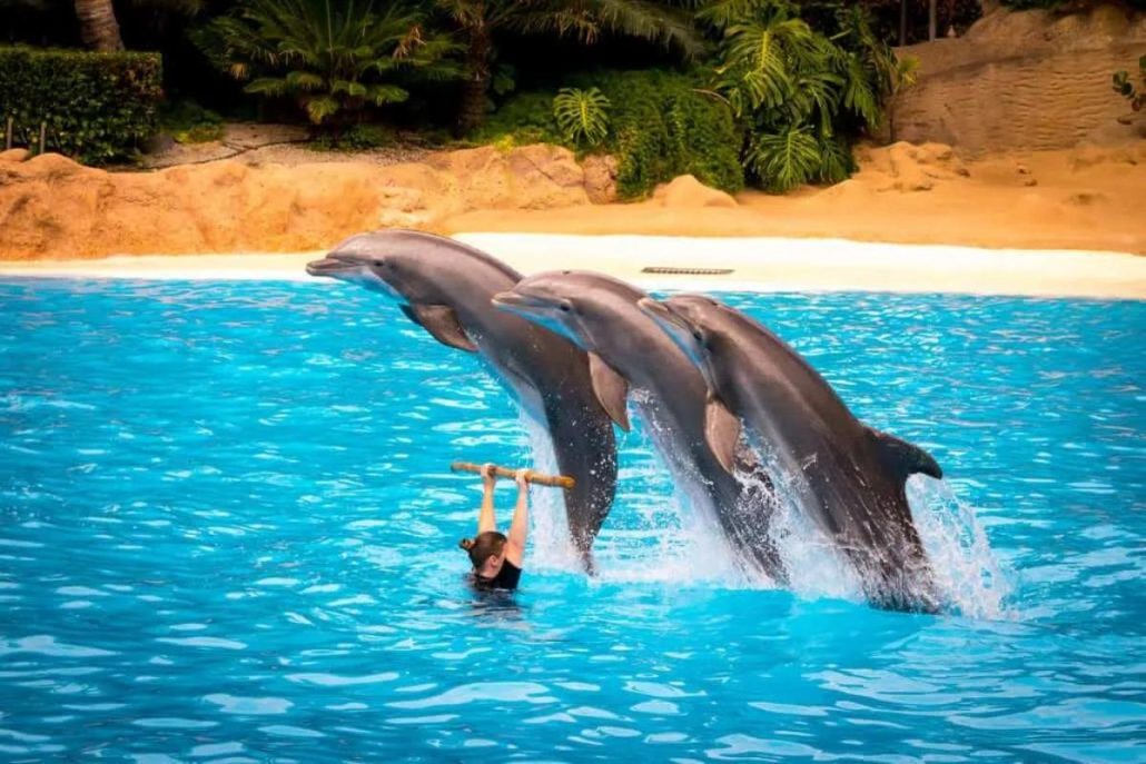 shows del loro parque delfines