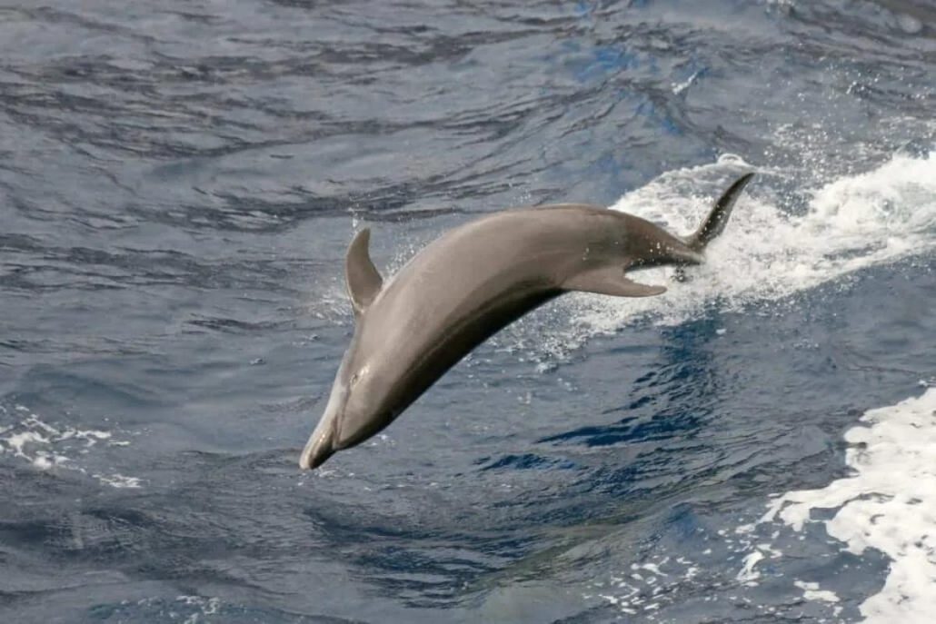 2 avistameinto de cetaceos en tenerife