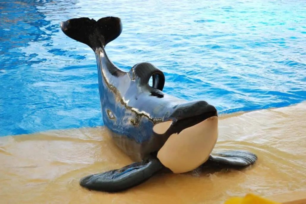 shows del loro parque orcas
