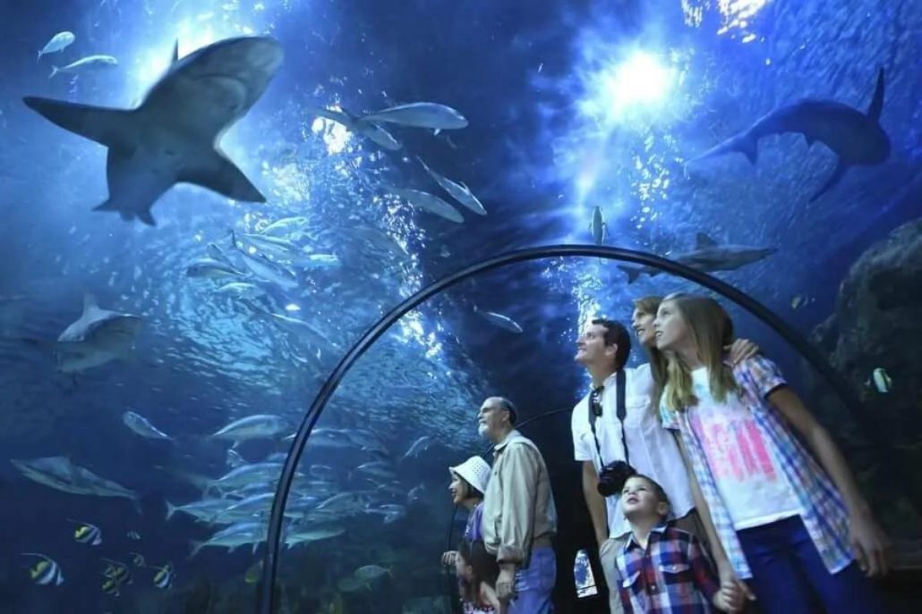shows del loro parque acuario