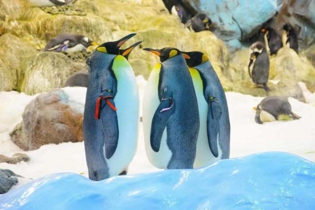 loro parque pinguinos