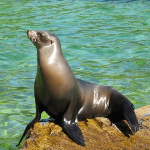horarios del loro parque 2