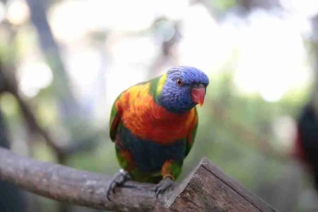 Katandra Treetops
