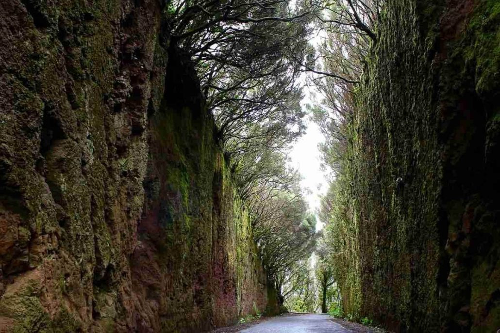 laurel forests