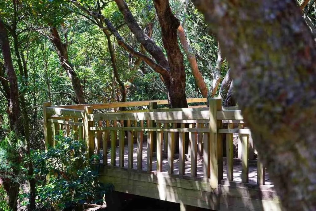 laurel forests