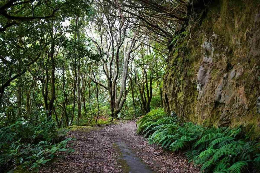 laurel forests