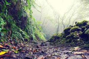 bosques de laurisilva en tenerife norte