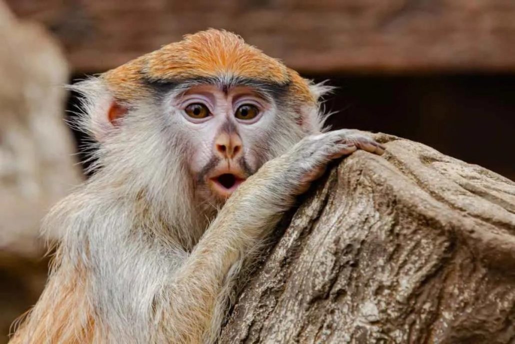 que llevar al jungle park 1