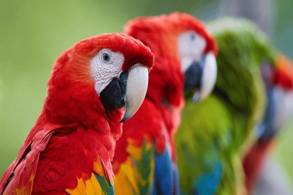 horarios del loro parque