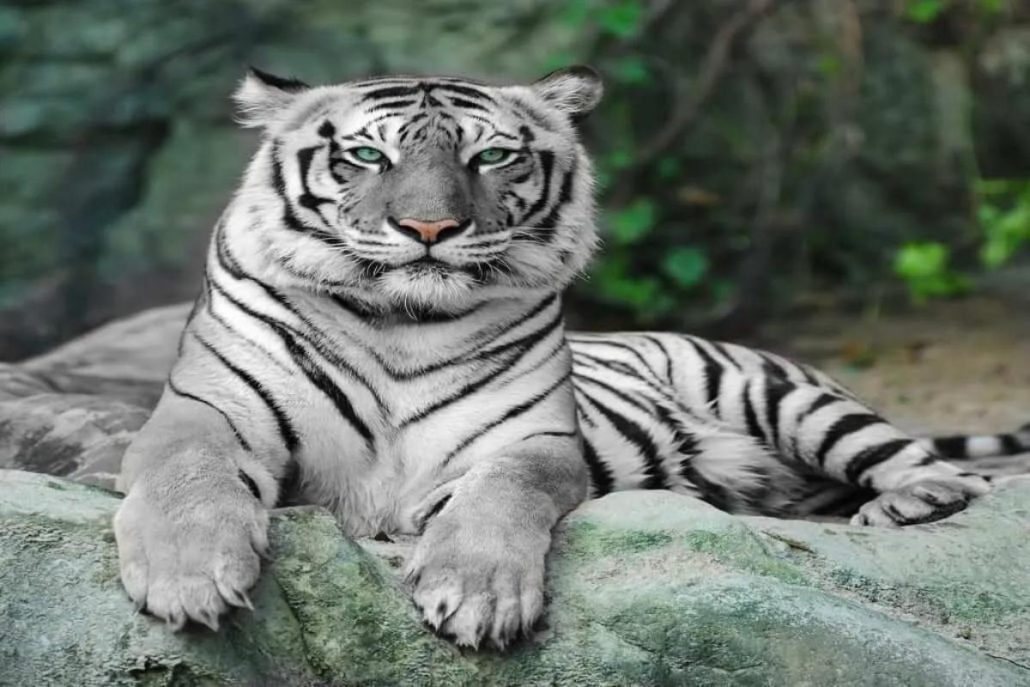 Shows del Jungle Park
