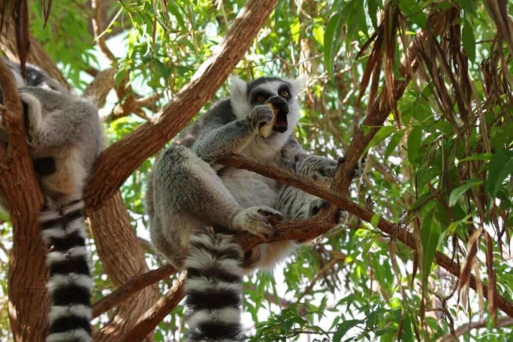 Shows del Jungle Park