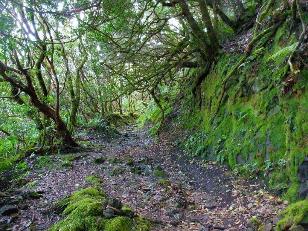 Camino Real de Las Vueltas laurisilva