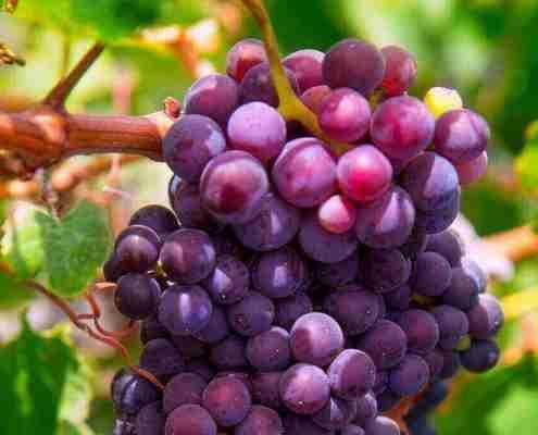 Gustazos Canarias para cata de vinos