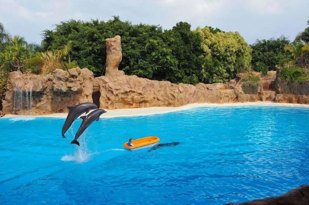 Nadar con delfines en Tenerife 2