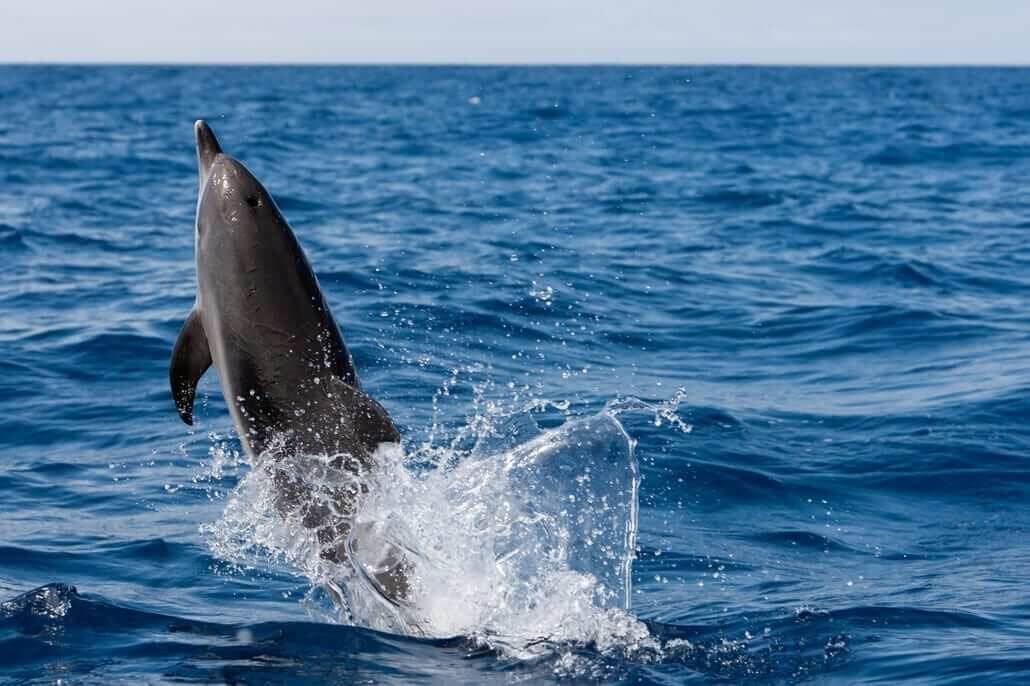 Nadar con delfines en Tenerife 3