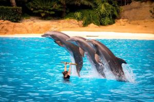 Nadar con delfines en Tenerife