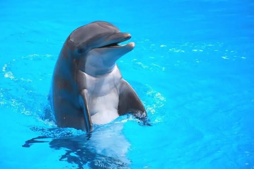 Nadar con delfines en Tenerife en loro parque con delfines