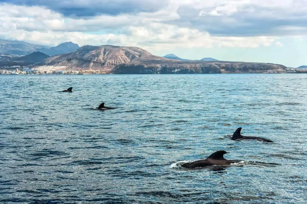 Nadar con delfines en Tenerife en plena mar
