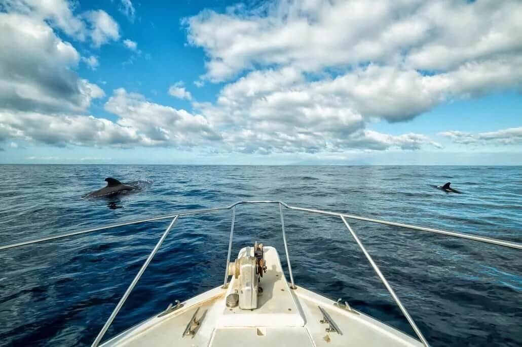 Nadar con delfines en Tenerife sur