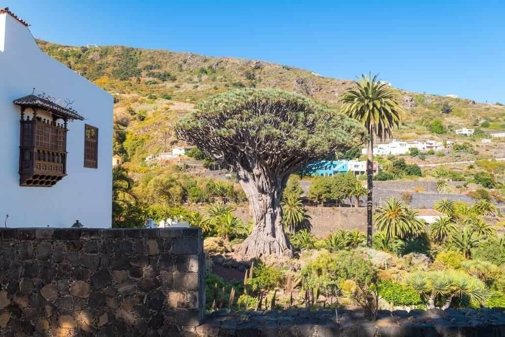 drago de tenerife