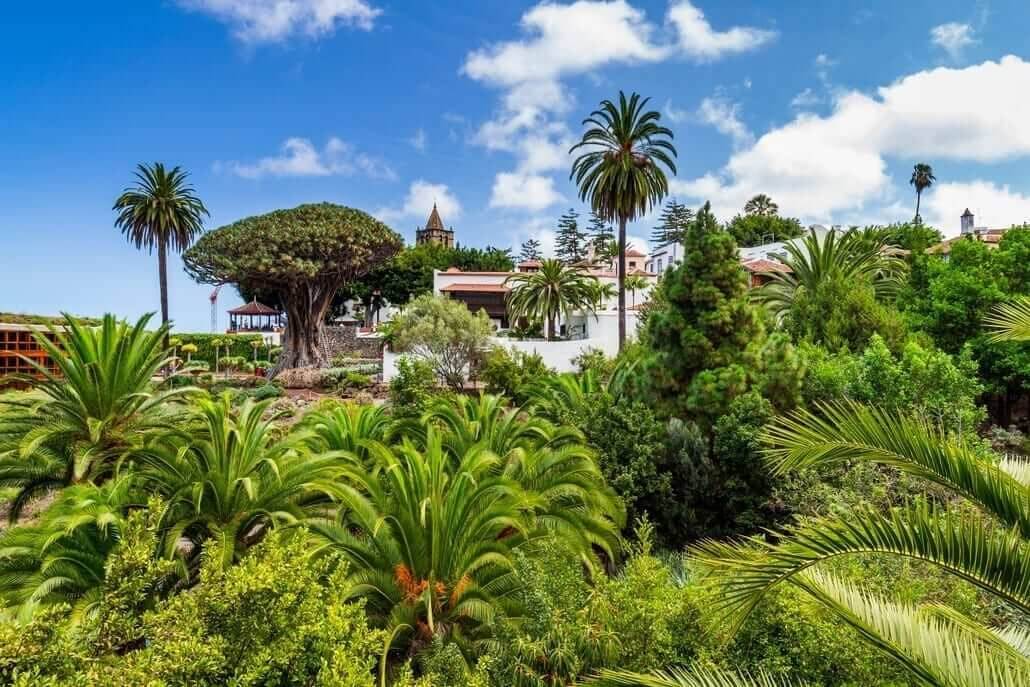 Die Geschichte des tausendjhrigen Drachenbaums von Teneriffa - Tenerife  Pass