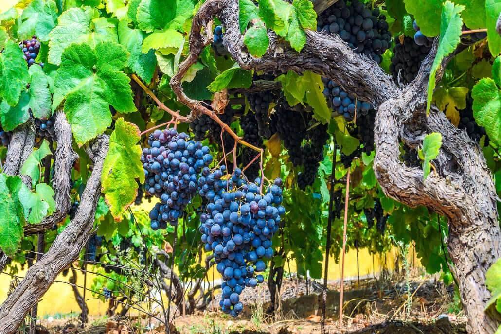 vinos de Tenerife