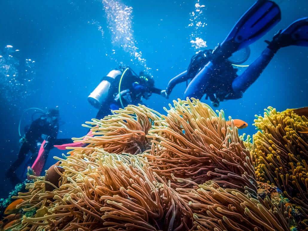 7 grupo de buzos explorano corales