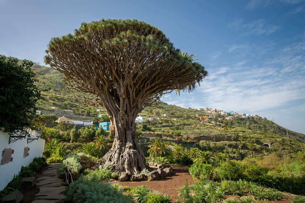 Free things to do in Tenerife