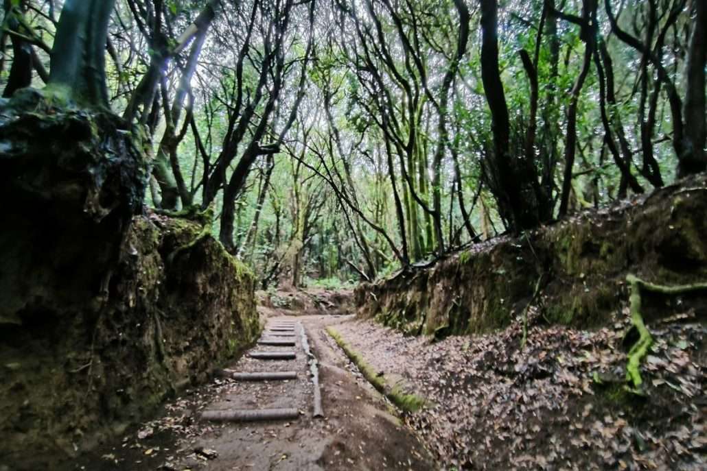 Experiencias únicas en Tenerife senderos