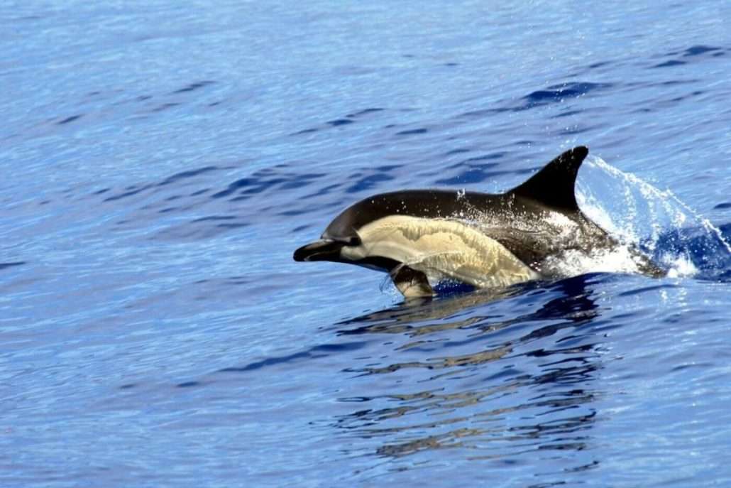 Fauna Marina de Tenerife 1
