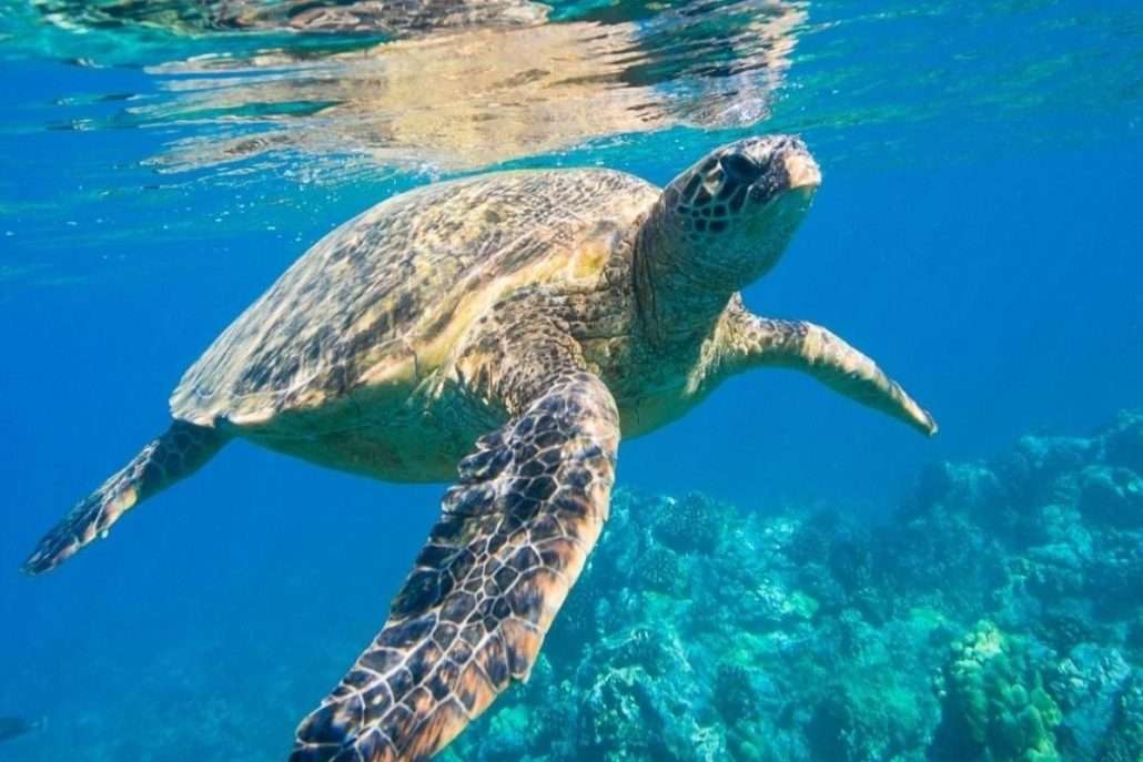 tortugas marinas 1