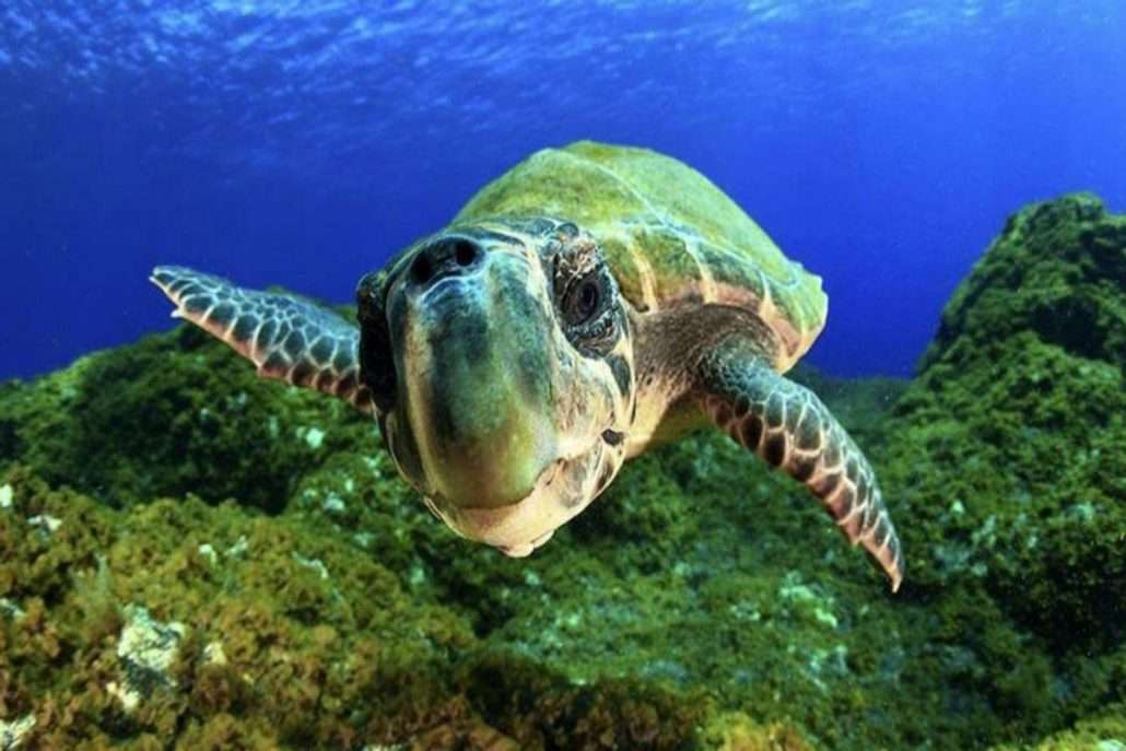 Sea turtles