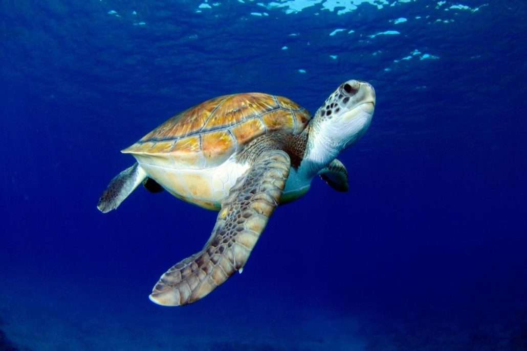 Sea turtles