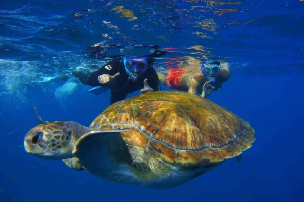 Sea turtles
