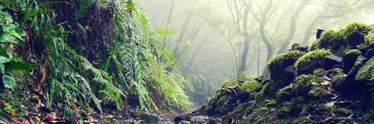 bosques de laurisilva en tenerife norte