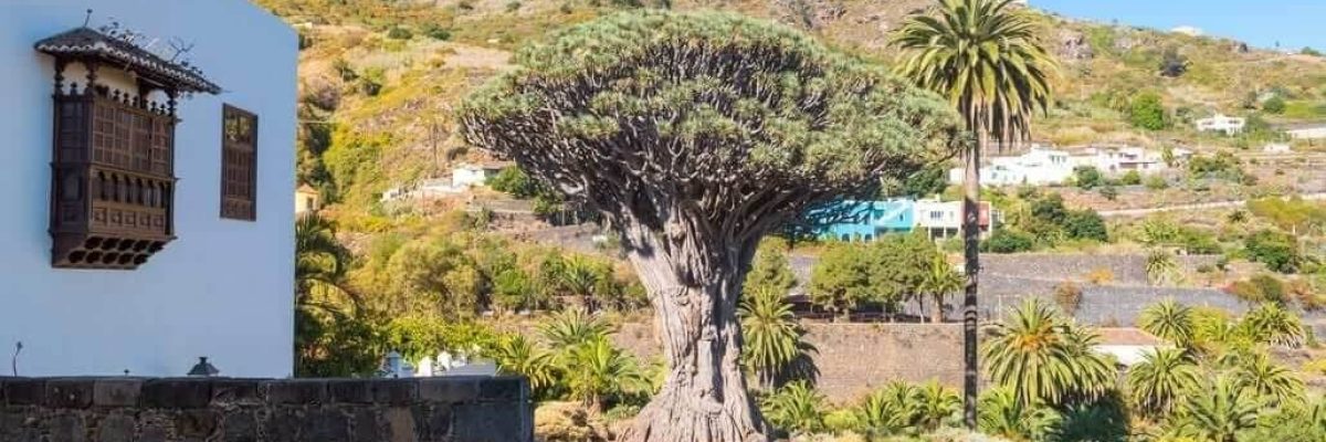 drago de tenerife