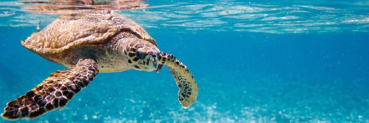 tortugas marinas 5