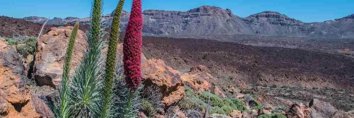 turismo sostenible en tenerife