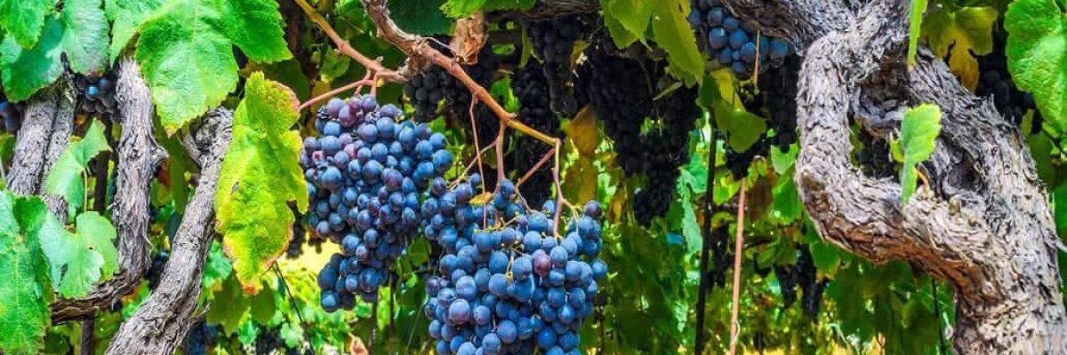 vinos de Tenerife